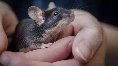 A black mouse is handled by a member of Blue Cross.